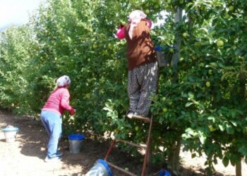 Isparta’da 1.25 milyon ton elma ürünü bekleniyor