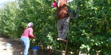 Isparta’da 1.25 milyon ton elma ürünü bekleniyor