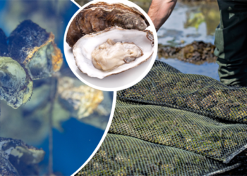 Bakan Yumaklı açıkladı: İstiridye yetiştiriciliği için düğmeye basacağız