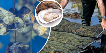 Bakan Yumaklı açıkladı: İstiridye yetiştiriciliği için düğmeye basacağız