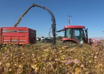 Muş’ta 15 bin dekar alana ekilmişti hasat başladı!