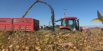 Muş’ta 15 bin dekar alana ekilmişti hasat başladı!