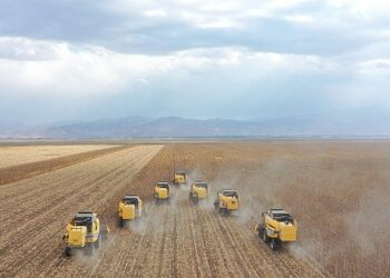 Muş’ta 34 bin dekar alanda ekilen ayçiçeğinin hasadına başlandı