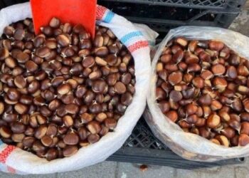 Sinop kestanesinin tezgahlarda fiyatı belli oldu!