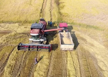 Sinop’ta Mayıs ayında ekilen çeltiklerin hasadı başladı