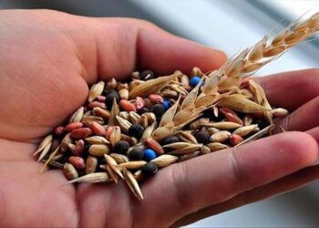 Bakan Yumaklı, yerli tohumlara dikkat çekiyor