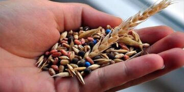 Bakan Yumaklı, yerli tohumlara dikkat çekiyor