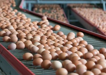 Yumurta üreticileri soruşturuluyor! 12 şirket para cezası tehlikesiyle karşı karşıya