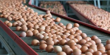 Yumurta üreticileri soruşturuluyor! 12 şirket para cezası tehlikesiyle karşı karşıya