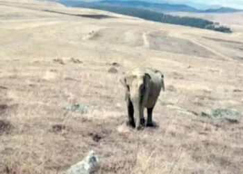 Ardahan’da fil alarmı!