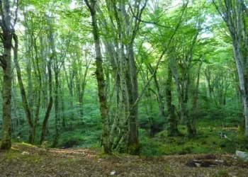 Kırklareli Valiliği ormanlara girişleri yasakladı