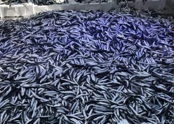 Hamsi bolluğuyla birlikte fiyatlar geriledi!