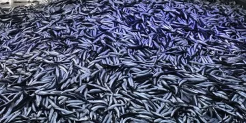 Hamsi bolluğuyla birlikte fiyatlar geriledi!