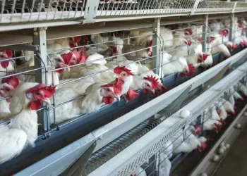 Japonya’da kuş gribi alarmı!