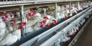 Japonya’da kuş gribi alarmı!