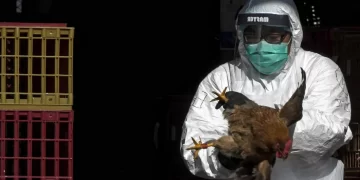 Japonya’da kuş gribi salgını: 72 bin kümes hayvanı itlaf edilecek!