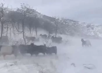 Muş’ta besicilerin 5 aylık zorlu kış mesaisi başladı
