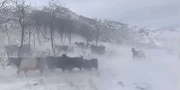 Muş’ta besicilerin 5 aylık zorlu kış mesaisi başladı