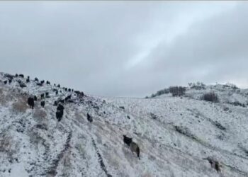 Muş’ta hayvan sürüsü kar ve tipiye yakalandı!