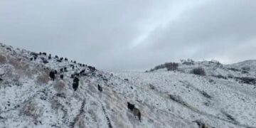 Muş’ta hayvan sürüsü kar ve tipiye yakalandı!