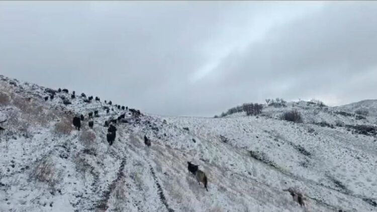 mus ta hayvan surusu kar ve tipiye yakalandi habermeydan