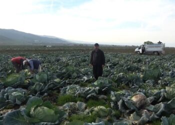 Muş’ta lahanadan 90 milyon TL gelir bekleniyor