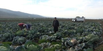 Muş’ta lahanadan 90 milyon TL gelir bekleniyor