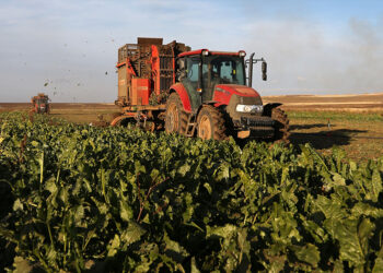 Muş’ta şeker pancarından ekonomiye 2,5 milyar TL destek