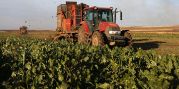 Muş’ta şeker pancarından ekonomiye 2,5 milyar TL destek