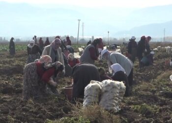 Muşlu kadınların patates hasadı başladı!