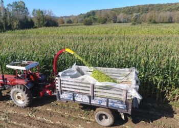 Sinop’ta silajlık mısır hasadı başladı!