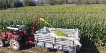 Sinop’ta silajlık mısır hasadı başladı!