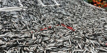 Hamsi fiyatları ikiye katlandı