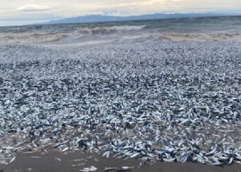 Japonya’nın kuzeyinde binlerce balık kıyıya vurdu
