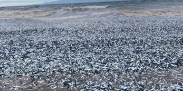 Japonya’nın kuzeyinde binlerce balık kıyıya vurdu