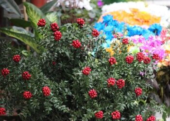 Kokinaya talep arttı!