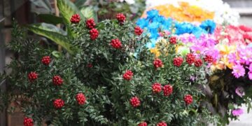 Kokinaya talep arttı!