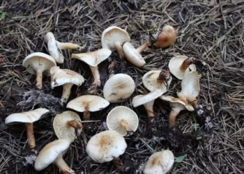 Muş’ta mantardan zehirlenen bir kişi hayatını kaybetti!