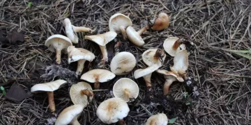 Muş’ta mantardan zehirlenen bir kişi hayatını kaybetti!