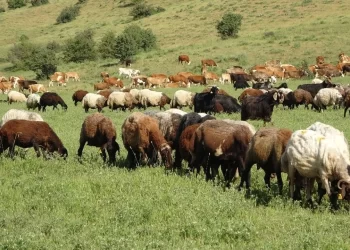 Muş’ta sıcak hava besicileri sevindirdi!