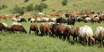 Muş’ta sıcak hava besicileri sevindirdi!