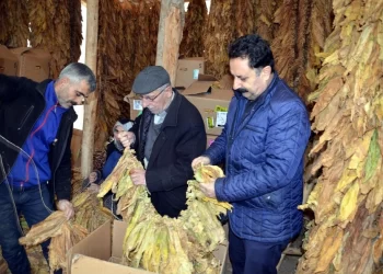 Muş’ta yetiştirilen tütünün Satış hazırlıkları başladı