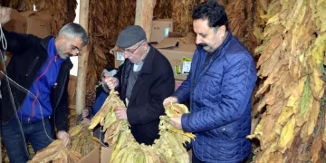 Muş’ta yetiştirilen tütünün Satış hazırlıkları başladı