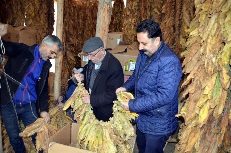 mus ta yetistirilen tutunun satis hazirliklari basladi habermeydan