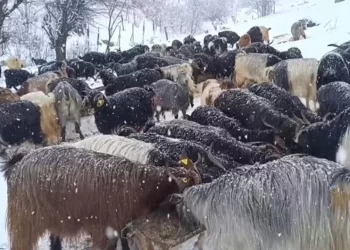 Muş’taki besiciler kar yağışına hazırlıksız yakalandı