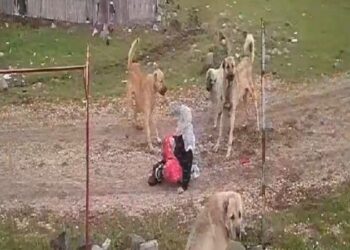 Muş Varto’da 79 yaşındaki bir kadın köpeklerin saldırısına uğradı