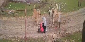 Muş Varto’da 79 yaşındaki bir kadın köpeklerin saldırısına uğradı