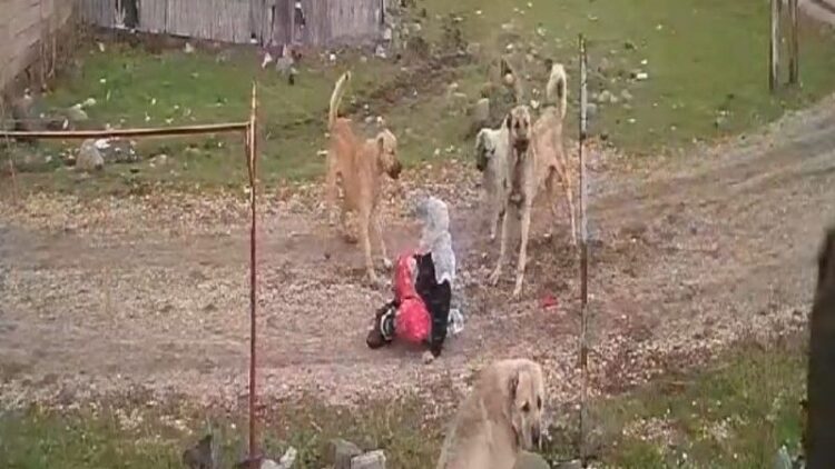 mus varto da 79 yasindaki bir kadin kopeklerin saldirisina ugradi habermeydan