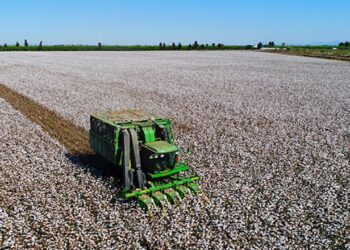 Beyaz altının hasat zamanı yaklaşıyor