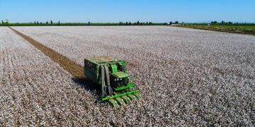 Beyaz altının hasat zamanı yaklaşıyor